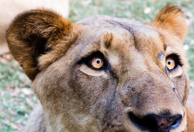 Closeup shot of the head of a lioness