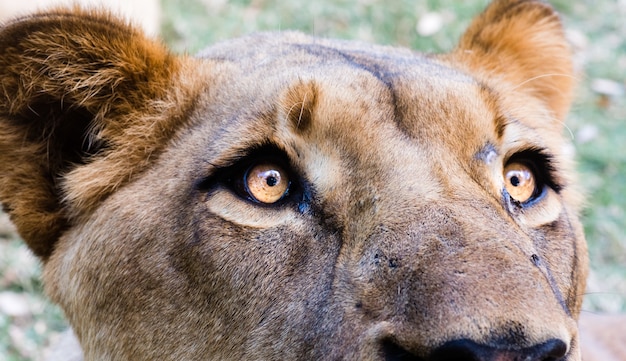 Closeup shot of the head of a lioness