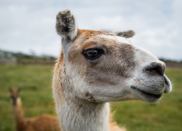 Closeup shot of the head of a llama