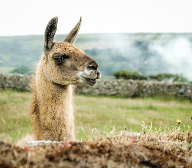 Closeup shot of the head of a llama