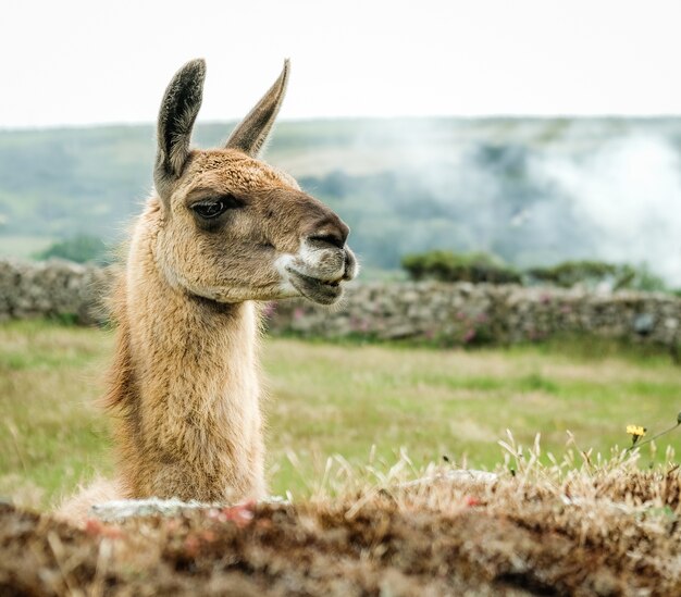 Closeup shot of the head of a llama