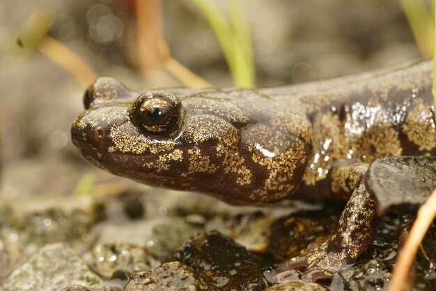 素敵な色の曇ったサルの頭のクローズアップショット