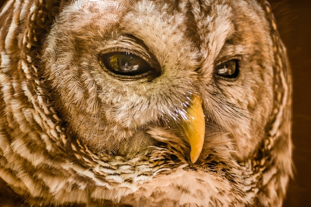 Closeup shot of the head of an owl during daytime