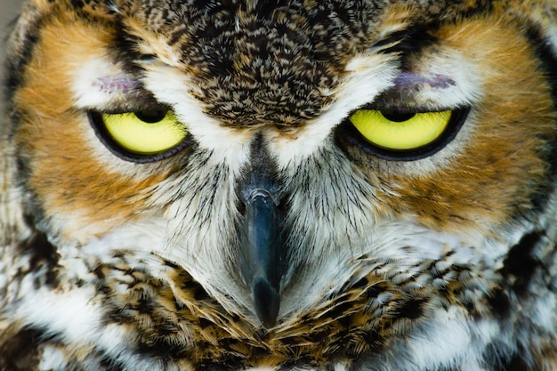 Free photo closeup shot of the head of an owl with its eyes half-open
