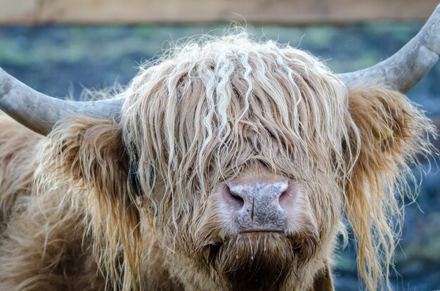 Closeup shot of the head of a shaggy yak