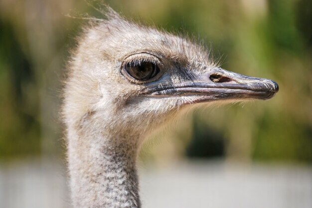 Closeup shot of the head of a white ostrich