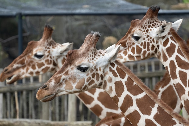 Closeup shot of the heads of three giraffes next to each other