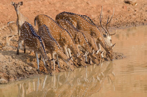 Closeup shot of a herd of beautiful deer drinking water from the lake