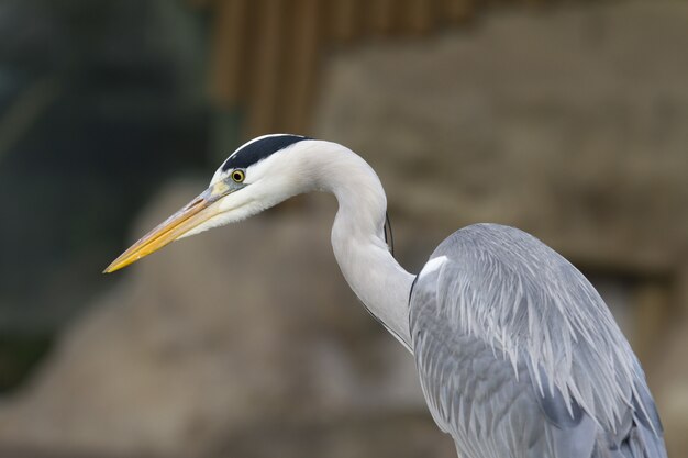 Closeup shot of a heron bird
