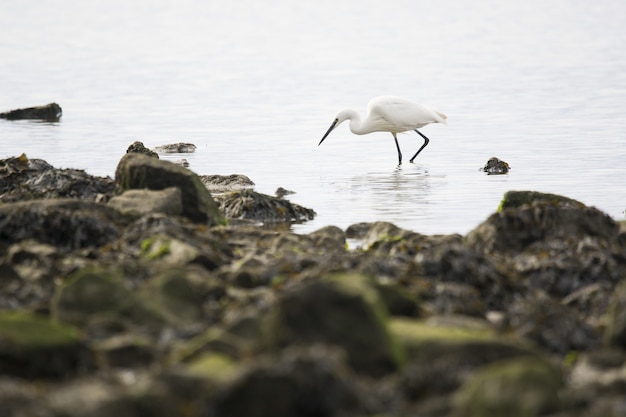 Free photo closeup shot of a heron in a water