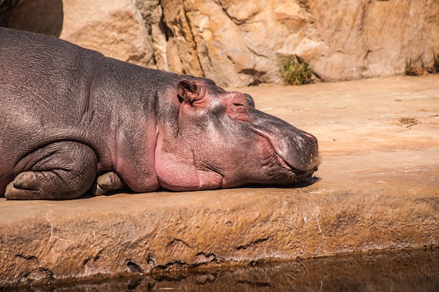 Closeup shot of hippopotamus lying on the ground