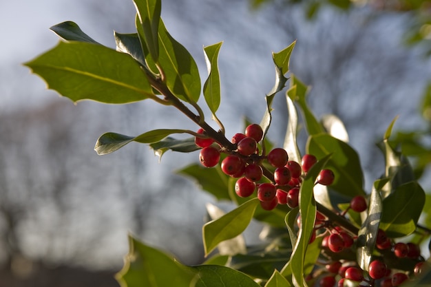 Closeup shot of a holly branch with leaves