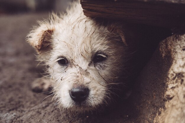 Closeup shot of a homeless dog hiding under a rock