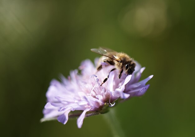 Closeup shot of a honey bee on pink flower