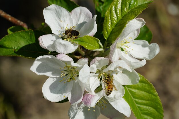 Closeup shot of honey bees on white flowers