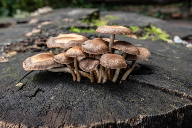 Closeup shot of honey mushrooms growing on an old tree stump