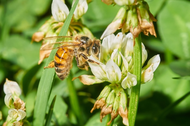 Крупным планом выстрел медоносной пчелы на белом цветке лаванды