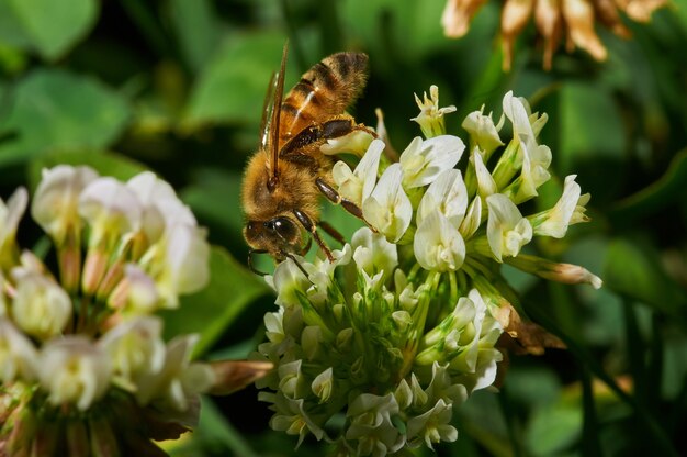 Крупным планом выстрел пчелы на белом цветке лаванды