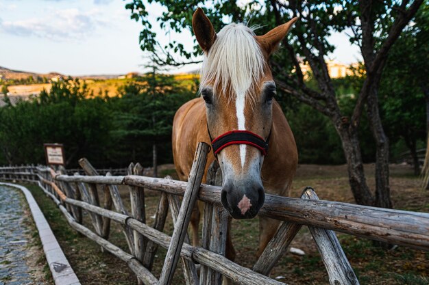 Closeup shot of a horse in fenced farmland