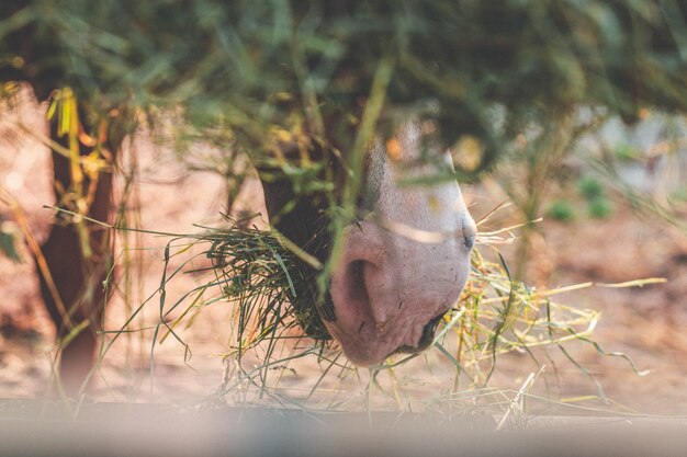 Closeup shot of a horse muzzle with dried grass