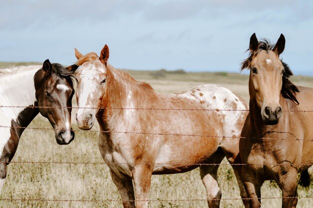 柵の後ろの馬のクローズアップショット