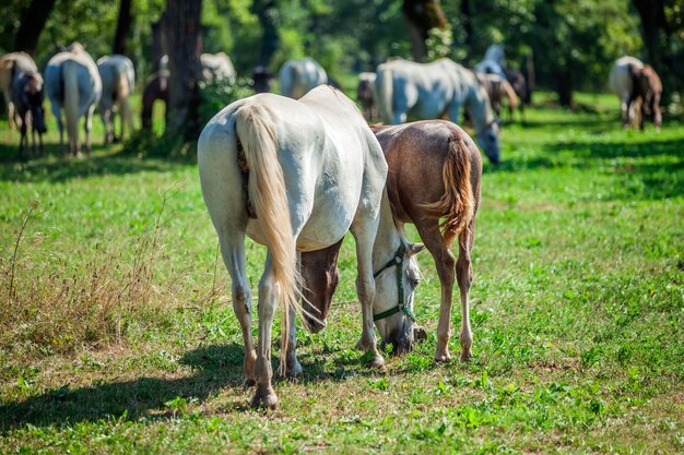 Closeup shot of the horses grazing in the Lipica, National Park in Slovenia