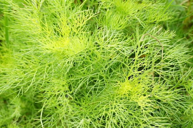 Closeup shot of horsetail branches in the field