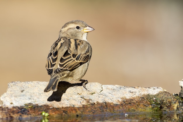 Closeup shot of a house sparrow perched on a tree branch