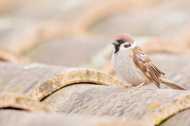 Closeup shot of a house sparrow  standing on the pipe