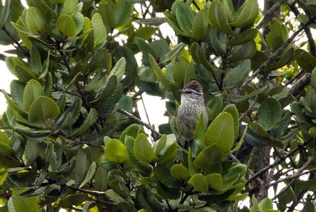 Closeup shot of a house sparrow