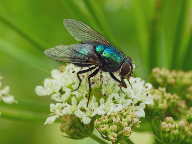 Closeup shot of a housefly on a flower