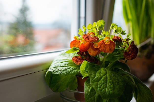 창 근처 오렌지 꽃과 관엽 식물의 근접 촬영 샷