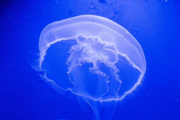 Closeup shot of a huge jellyfish in the ocean