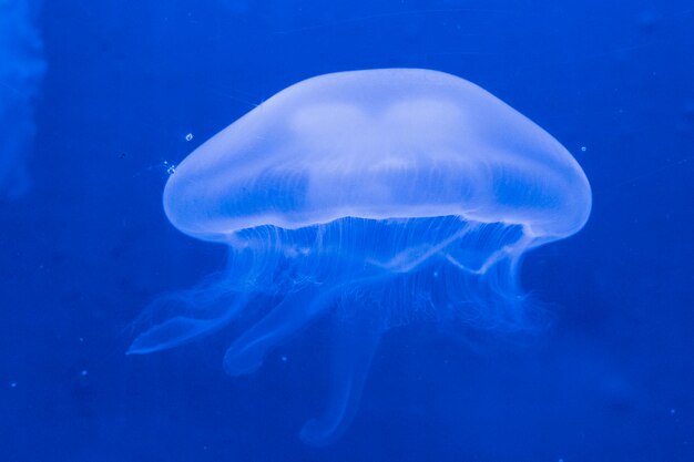 Closeup shot of a huge jellyfish in the ocean