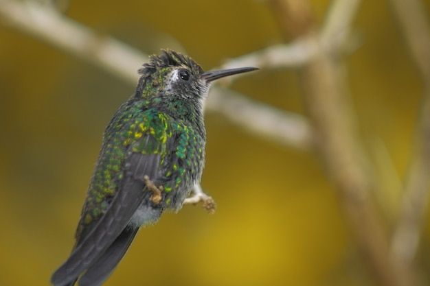 Foto gratuita primo piano di un colibrì appollaiato su un ramo di un albero