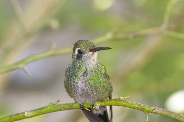 Closeup shot of a hummingbird perched on a tree branch