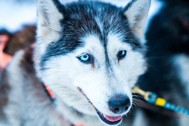 Closeup shot of husky in the forest during winter