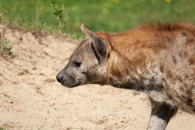 Colpo del primo piano di una iena nel deserto sotto la luce del sole