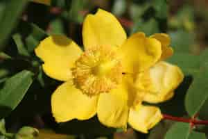 Free photo closeup shot of a hypericum flower with a blurred background