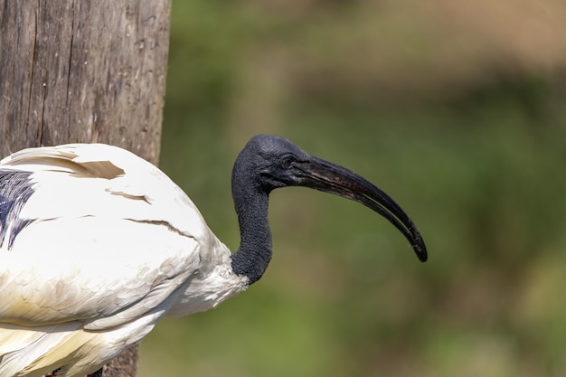 オランダの動物園のイビスのクローズアップショット