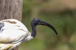 Foto gratuita colpo del primo piano di un ibis in uno zoo olandese