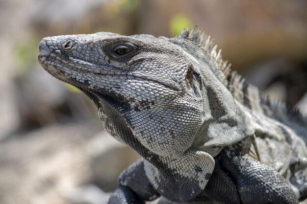 Closeup shot of an iguana head