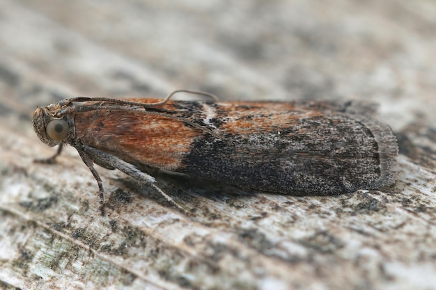 Closeup shot of an Indian-meal moth on a