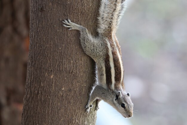 Closeup shot of an Indian palm squirrel climbing down the tree