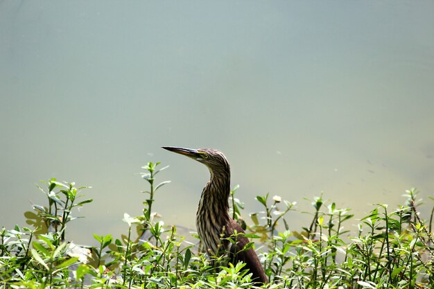 Free Photo closeup shot of an indian pond heron