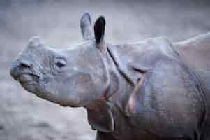 Free photo closeup shot of an indian rhino with a blurred background