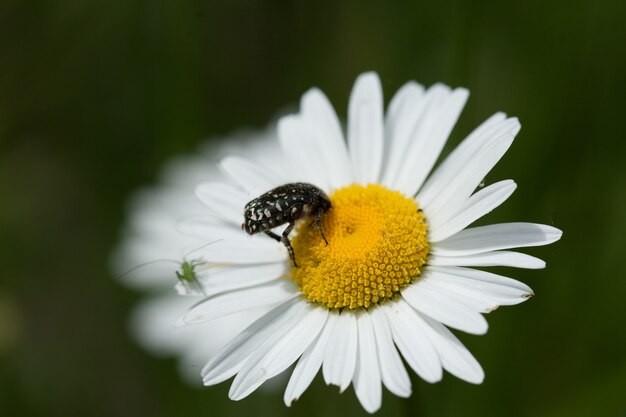 Closeup shot of an insect on a daisy under the sunlight