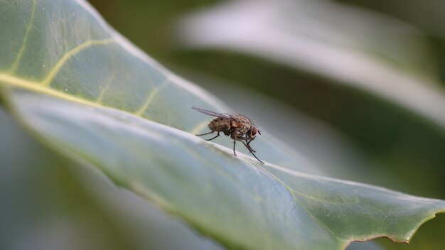 Closeup shot of an insect fly resting on the leaf