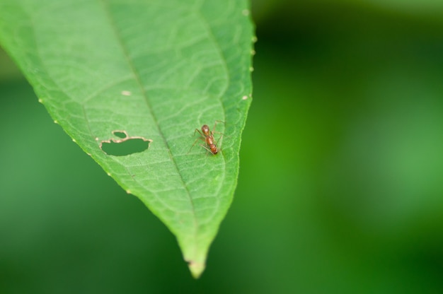 Closeup shot of an insect on a green leaf damaging it