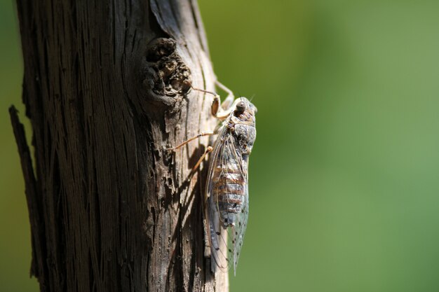 Closeup shot of an insect with wings on a tree